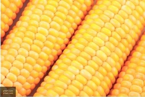 Диетологи рассказали о вреде кукурузы здоровью человека