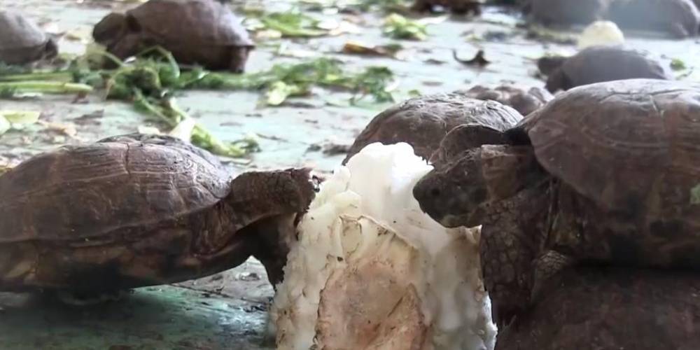 В Оренбургской области полицейские спасли от гибели более 4 тысяч черепах