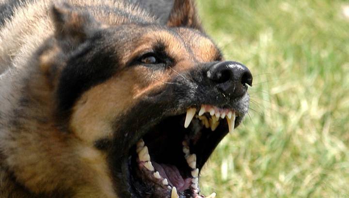 В Ленобласти сотрудница полиции застрелила собаку, которая прыгнула на ее напарника