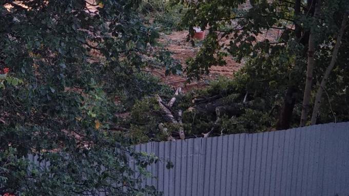 Местные жители обеспокоены вырубкой деревьев во дворе на Олеко Дундича