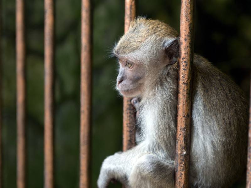 Обезьяна в китайском зоопарке использовала орудие труда для побега