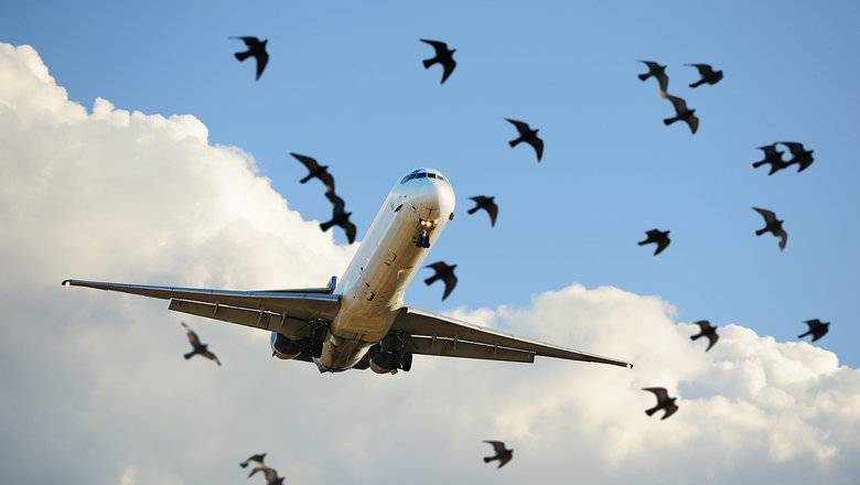 Аэропорт Жуковский установит новое оборудование для защиты от птиц