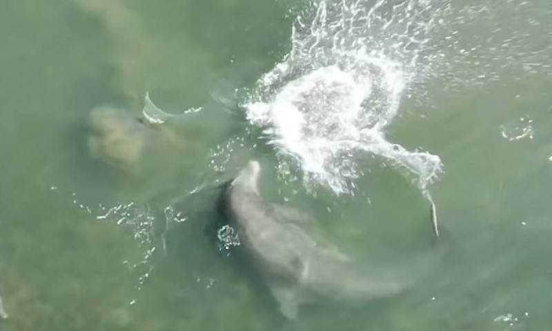 Новая техника охоты дельфинов на рыбу, замечена у побережья Флориды
