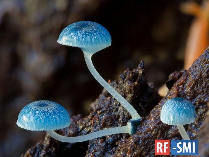 Стало известно, какими грибами отравились 12 скончавшихся россиян