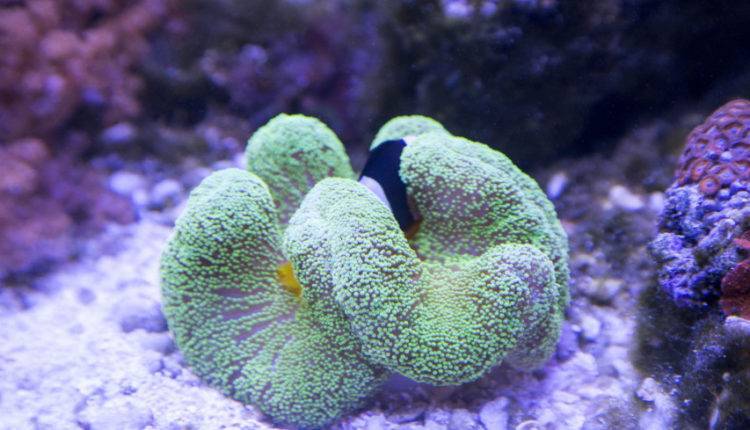 Ученые Флориды заставили кораллы размножаться в аквариуме