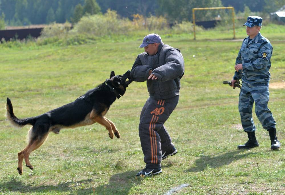 В России изменят требования к собакам для работы с заключенными. РЕН ТВ