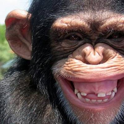 Дерзкий побег совершила обезьяна в зоопарке китайской провинции Хэнань