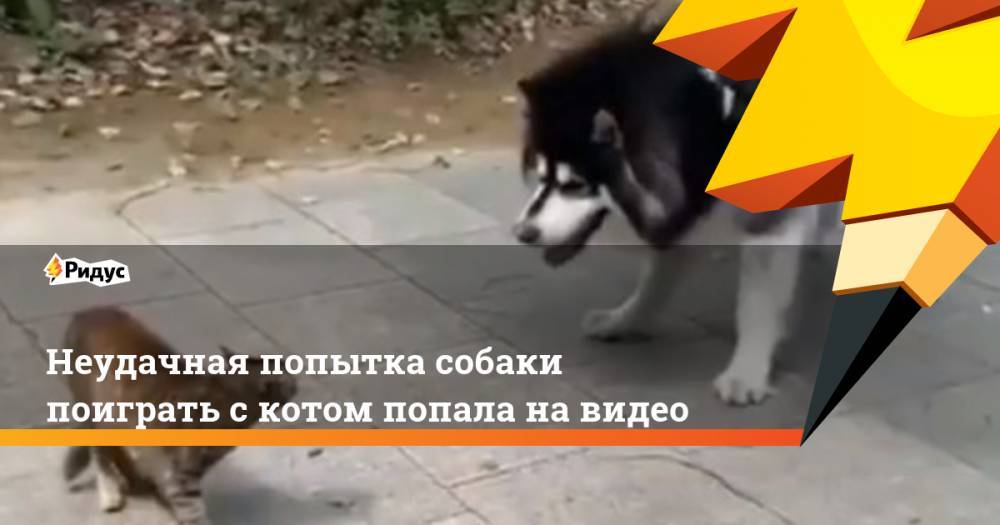 Неудачная попытка собаки поиграть с котом попала на видео. Ридус