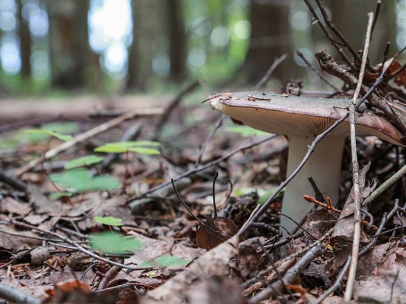 Воронежцы массово травятся грибами