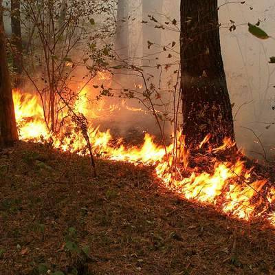 Три лесных пожара потушили в Красноярском крае за сутки
