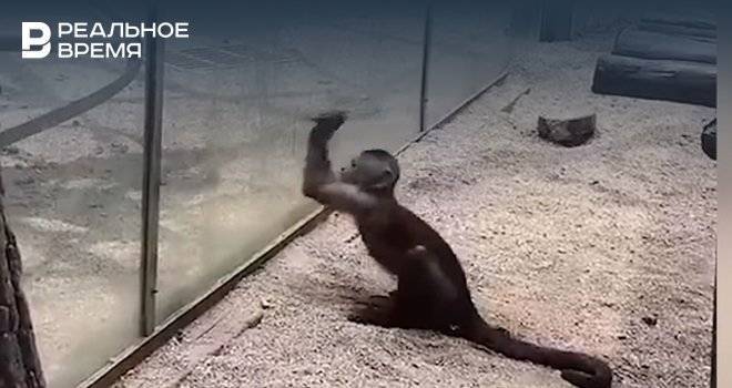 В Китае обезьяна использовала орудие для побега из зоопарка