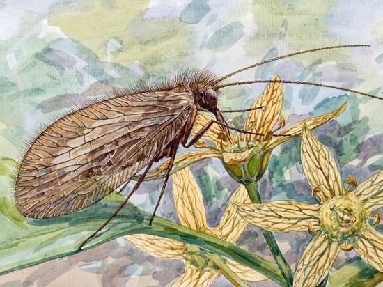Палеонтологи нашли в янтаре неизвестный вид насекомого