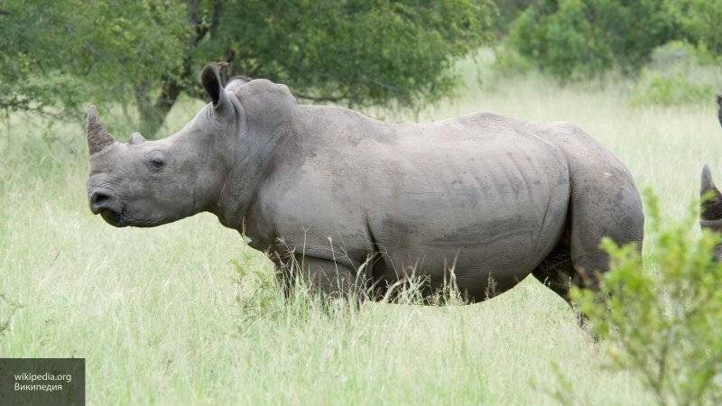 Носорог напал и опрокинул машину сотрудницы природного парка в Германии