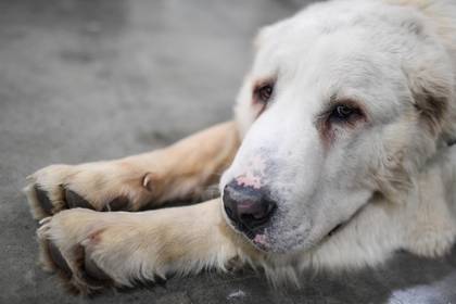 Россиян предложили наказывать за нападение опасных собак на людей