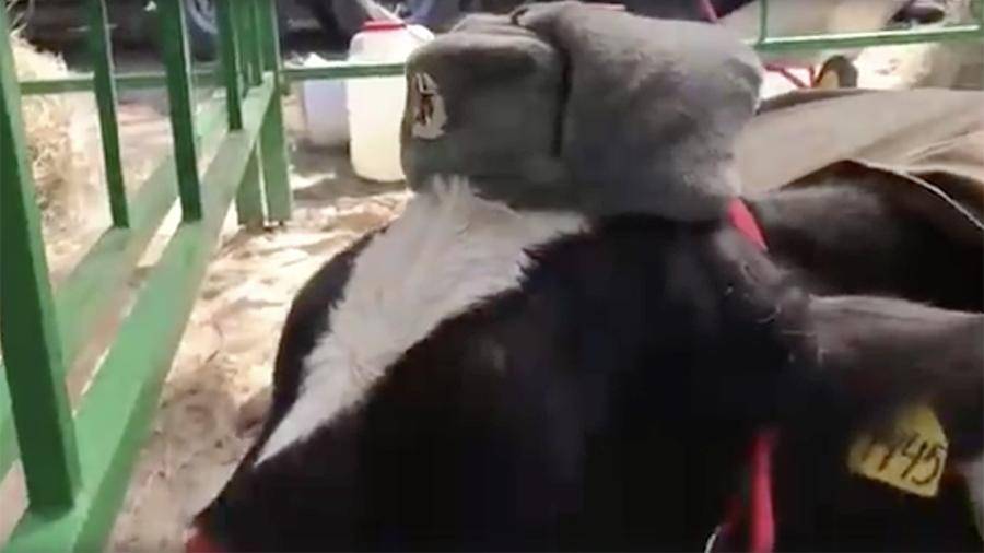 Фермер нарядил коров на ярмарке в Брянске в военную форму