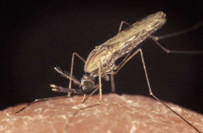 Комары с менингитом угрожают Новороссийску