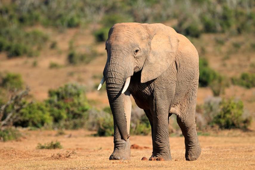 На конференция в Женеве запретили продажу африканских слонов в зоопарки и цирки