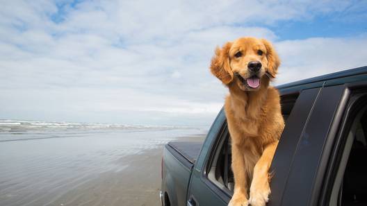 Осторожно, непривязанная собака: домашние животные в автомобиле опасны