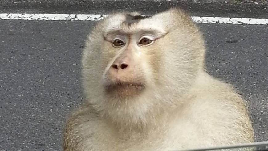 В Китае обезьяна разбила камнем ограждение зоопарка