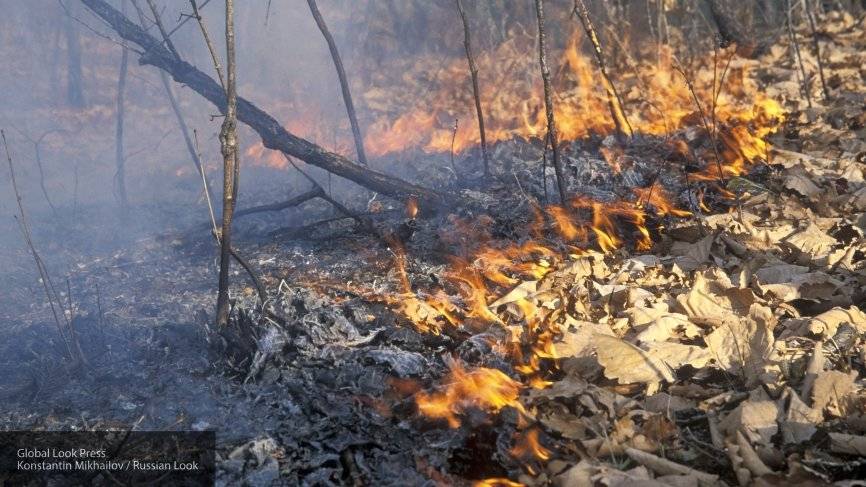 Спасатели за сутки ликвидировали пять лесных пожаров в Якутии