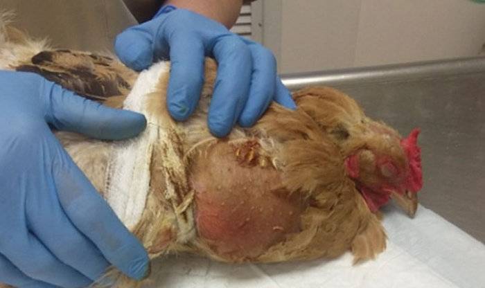 Поклевав человеческой еды, курица попала на операционный стол