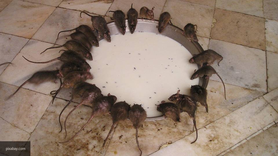 Женщина в Подмосковье развела в квартире около 600 крыс