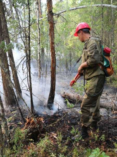 В России зафиксировано сокращение площади лесных пожаров