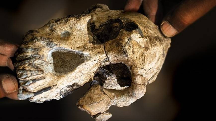 Ученые впервые воссоздали лицо древнейшего предка человека