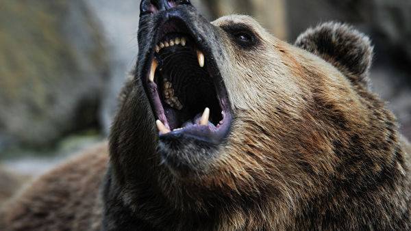 Медведь покалечил собиравшую ягоды россиянку