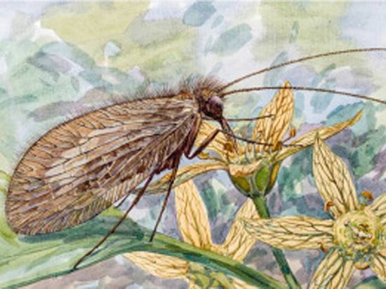 Древний вид насекомых назвали в честь Буратино