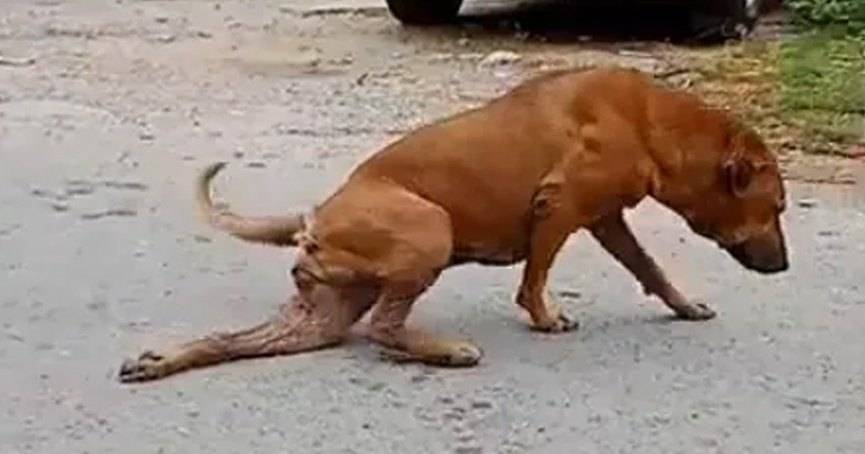 В Таиланде обнаружен псевдопарализованный пес-стимулянт