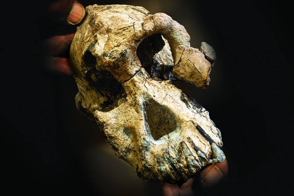 В Эфиопии нашли череп обезьяноподобного предка человека — это может изменить представление о прародителях людей