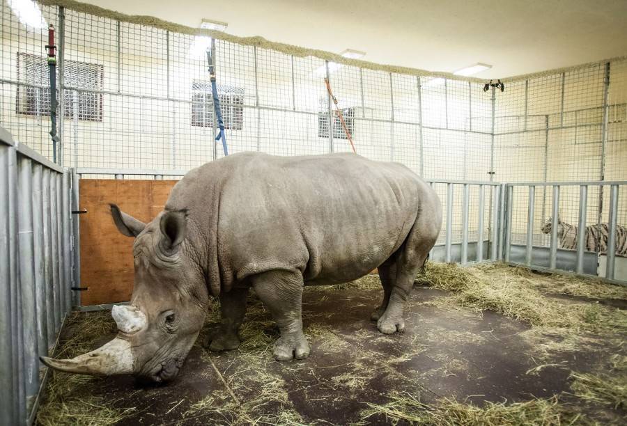 Носорог перевернул машину сотрудницы немецкого парка