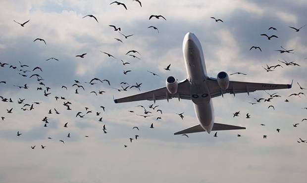 Министерство транспорта выделит средства на борьбу с птицами вблизи аэропортов
