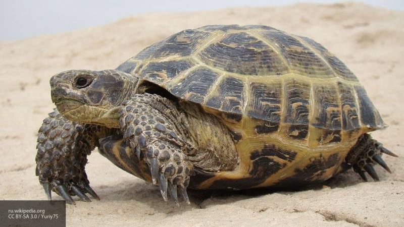 Ученые выяснили, что черепахи могут выбирать себе пол перед рождением