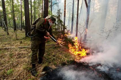 Российский лес восстановится после пожаров только через 60 лет