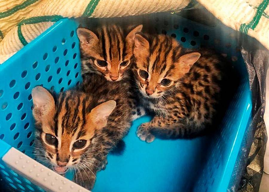 В благотворительном фонде рассказали об изъятых во Внукове леопардовых котятах