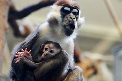 Ученые создали эмбрион-химеру человека и обезьяны