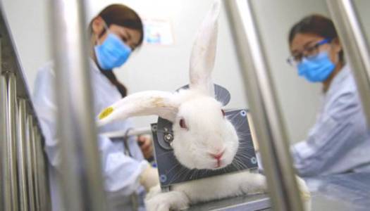 В Україні хочуть заборонити тестувати косметику на тваринах