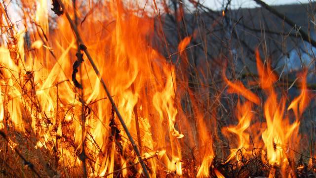 Названа сумма ущерба от лесных пожаров в России. РЕН ТВ