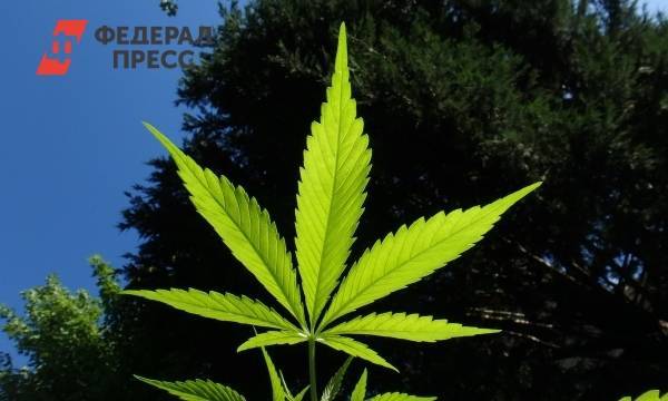 За выращивание наркосодержащих растений вводится уголовная ответственность | Москва | ФедералПресс