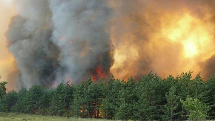 Лесные пожары в Сибири. По данным МЧС России причиной стали несвоевременные меры для тушения очагов возгорания