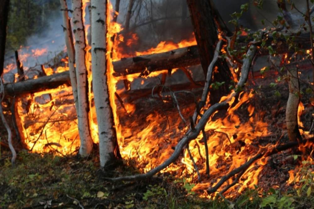 Из 28 действующих в Бурятии лесных пожаров тушат только восемь