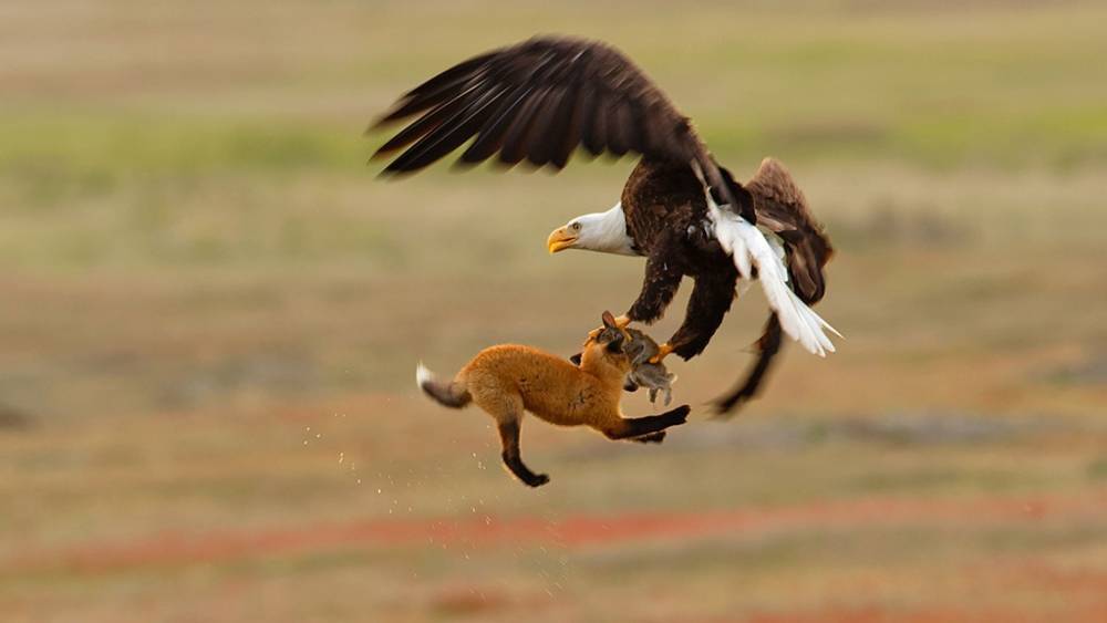 Фотограф запечатлел сражение белоголового орлана и лисы - moya-planeta.ru - США - штат Вашингтон