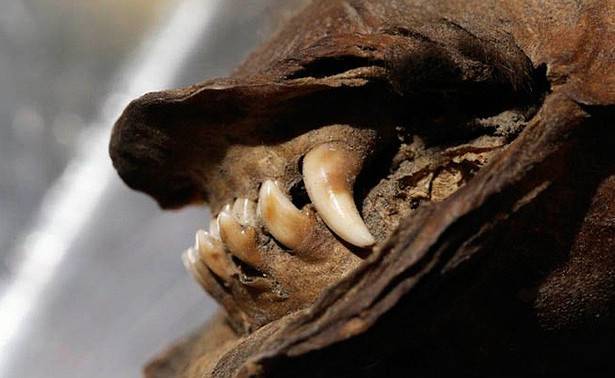 Тайна волчьей мумии: генетики смогли извлечь РНК доисторического хищника