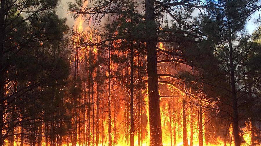 Счетная палата оценила ущерб от лесных пожаров в России