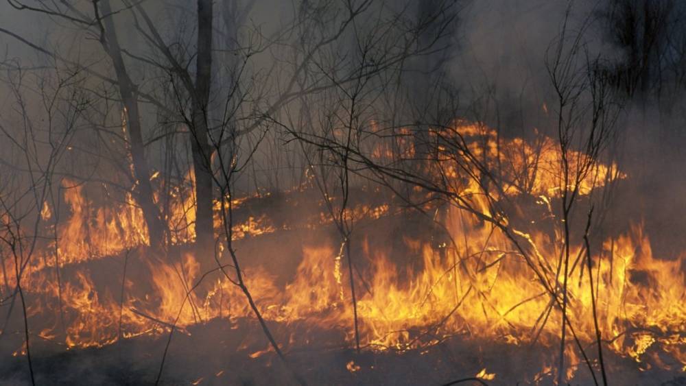 Самолет-амфибия разбился во время тушения лесного пожара во Франции