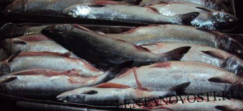 Мурманская область экспортировала с начала года более 122 тыс. тонн рыбы и морепродуктов