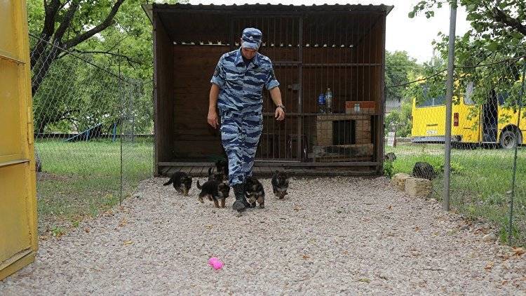 Крымские кинологи передадут полицейским республики трех щенков