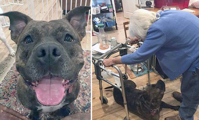История уличного пса, который стал помощником для 99-летней женщины